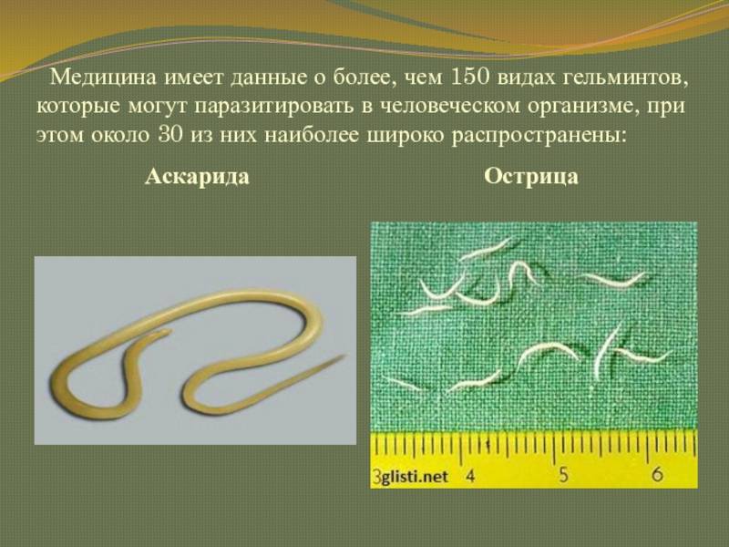 Аскариды и острицы это одно и тоже