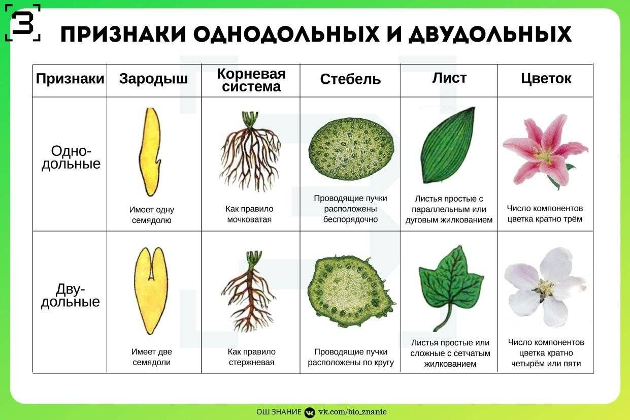 Классы и семейства покрытосеменных растений - умскул учебник
