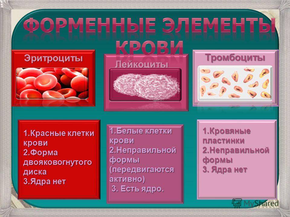 Лейкоциты в отличие от эритроцитов: основные различия красных и белых кровяных телец в строении и функциях