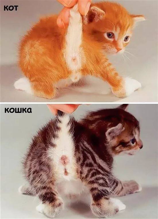 Кот или кошка: как определить пол? | ваши питомцы
