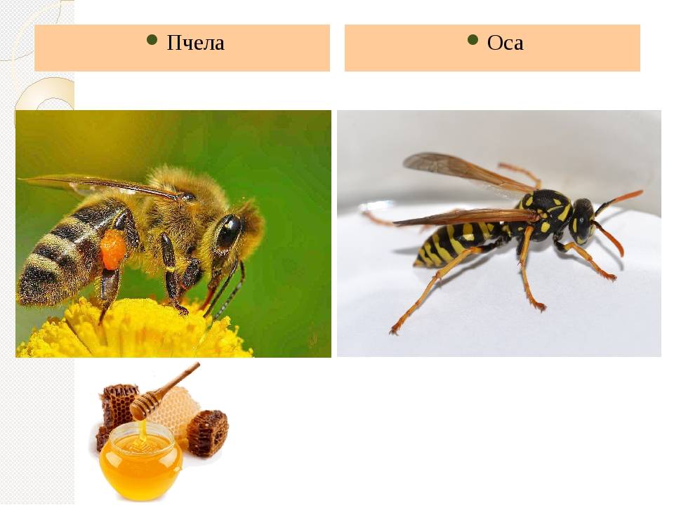 Пчелы и осы