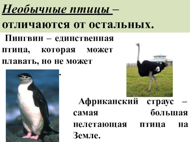 Разница между птицами и животными