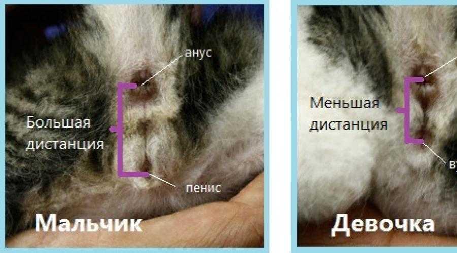 Определение пола котят и взрослых кошек и котов несколькими способами +видео