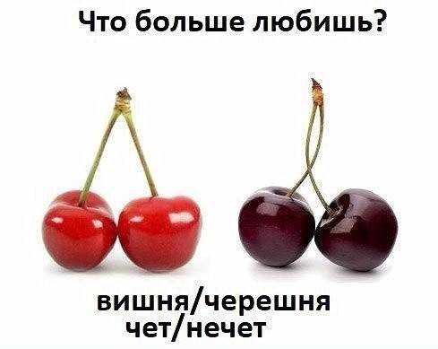 Как отличить лист черешни от вишни. чем вишня отличается от черешни и существует ли гибрид этих двух культур