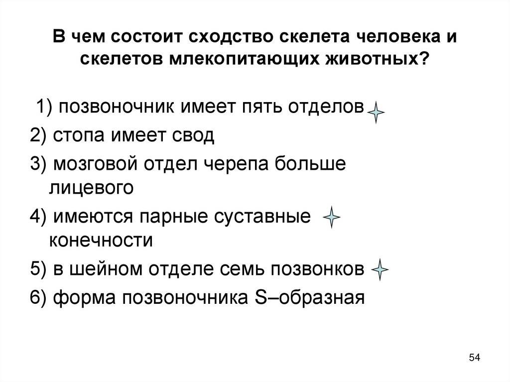 Чем отличается скелет человека от скелета животного