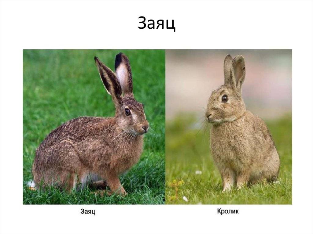 Кролики и зайцы: общее и чем они отличаются | в чем разница