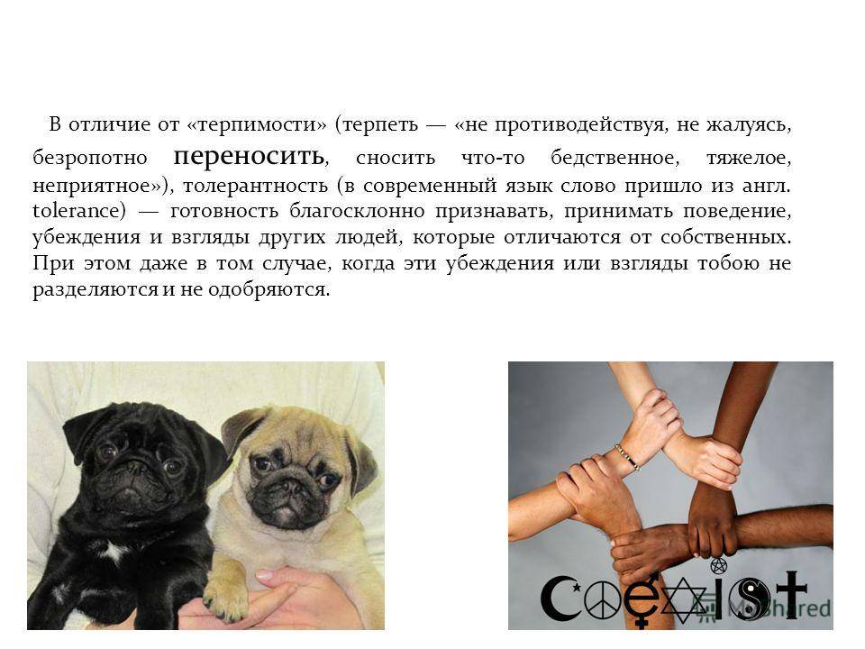 Что означают терпение и терпимость. о терпении и терпимости. разница между толерантностью и терпимостью