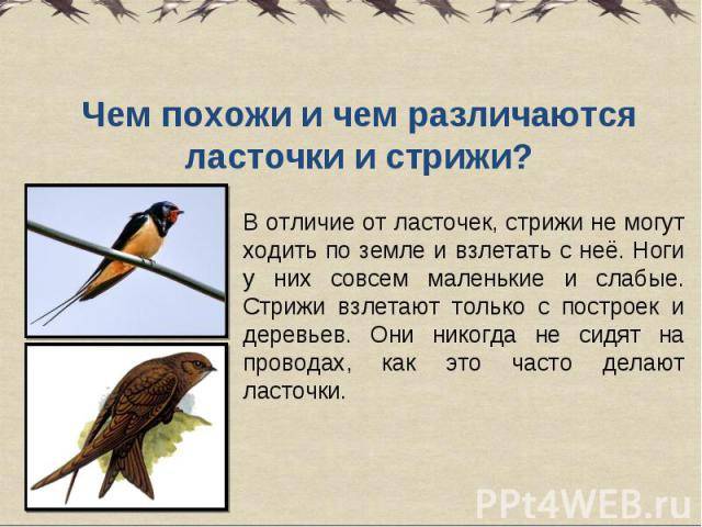 В чем отличия между ласточкой и стрижем? | сравнение признаков и поведения птиц