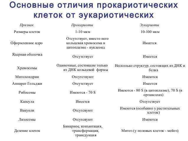 Сравнительная характеристика строения клеток прокариот и эукариот