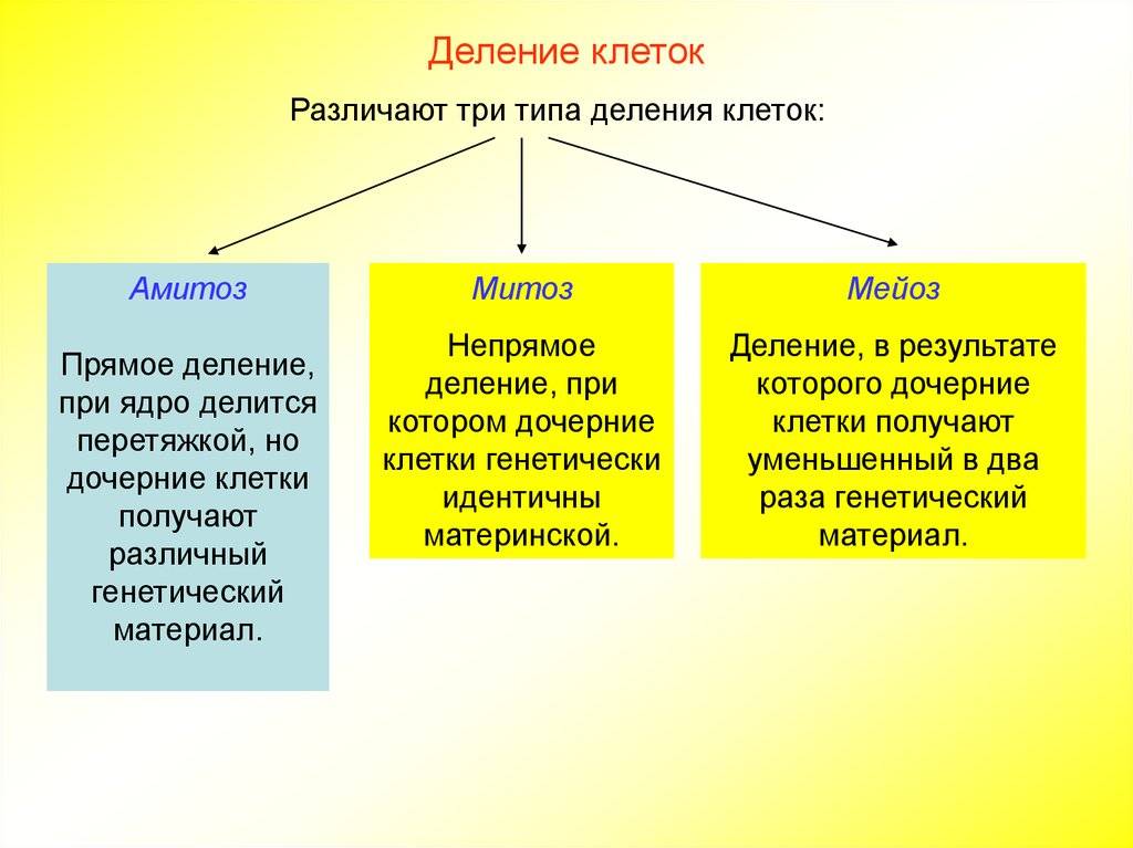 Прямое деление клеток, или амитоз