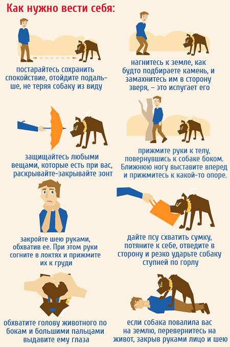 Что делать, если напала собака: как себя вести, способы защиты