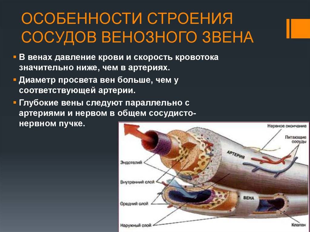 Какая разница между венами и артериями? | медицинская энциклопедия