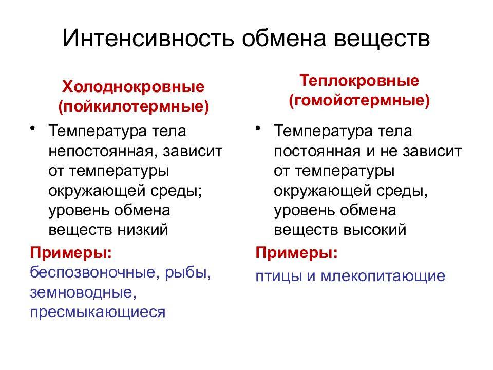Чем холоднокровные животные отличаются от теплокровных. теплокровные животные