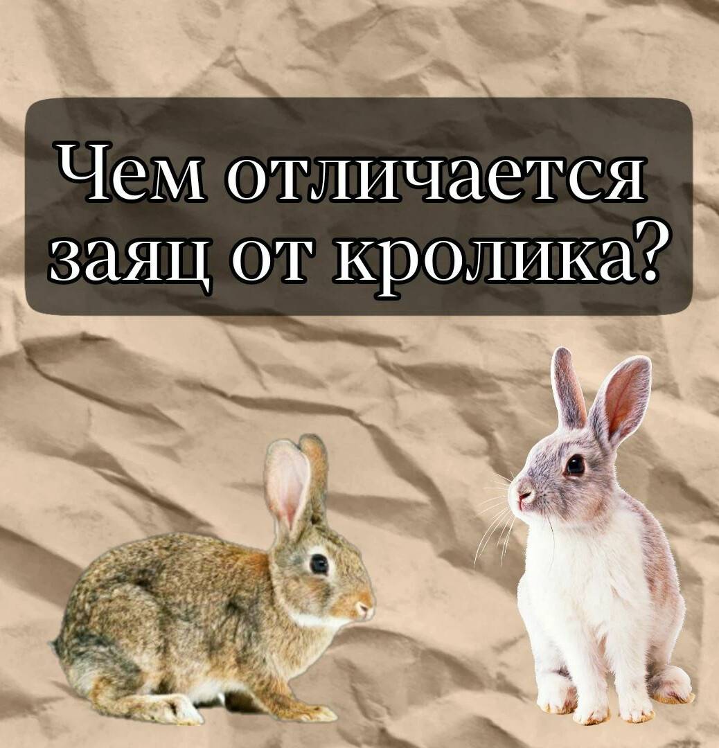 Разница между собакой и волком - наука - 2024