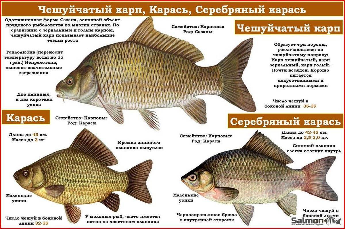 Карась