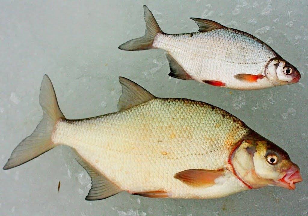 Как отличить подлещика от густеры - читайте на сatcher.fish