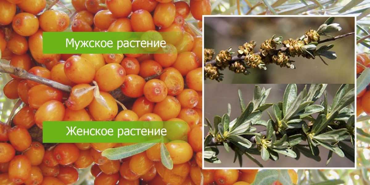 Бывают ли ягоды на мужском дереве облепихи. как отличить мужскую облепиху от женской