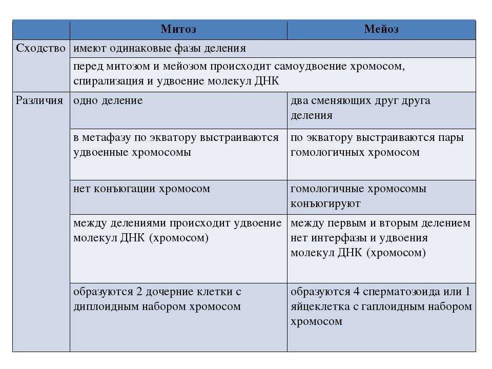 Митоз и мейоз: понятие, фазы, отличия