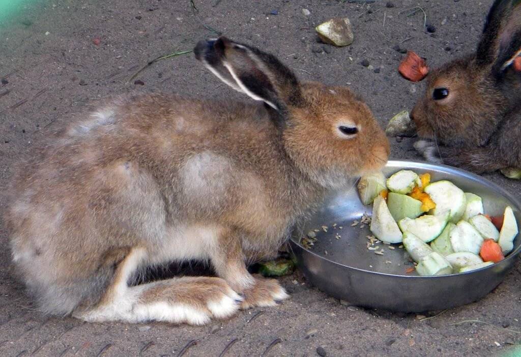 Зайцы