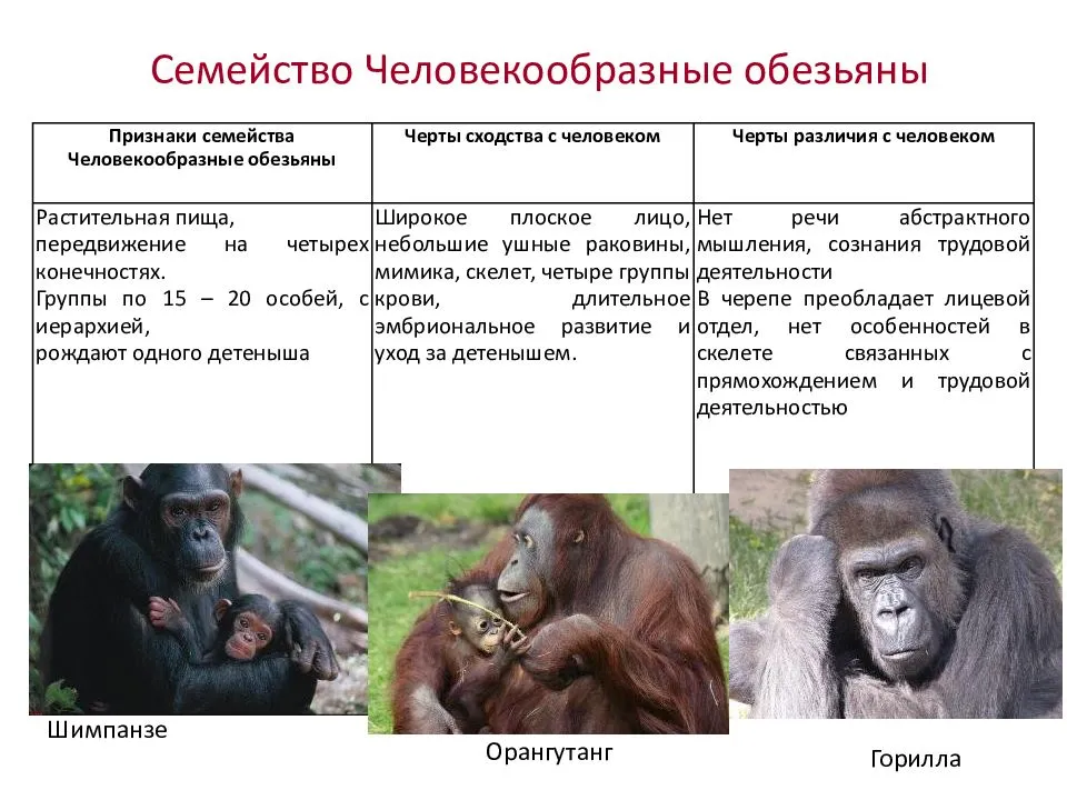 Разница между обезьянами и людьми | сравните разницу между похожими терминами - наука - 2024